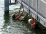Abschwimmen 