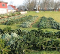 Weihbaum-12-17 012