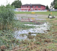Schilf-07-25-09